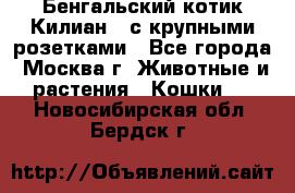 Бенгальский котик Килиан , с крупными розетками - Все города, Москва г. Животные и растения » Кошки   . Новосибирская обл.,Бердск г.